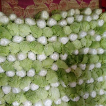 北京新三号白菜净菜4~6斤