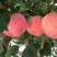 【山东红富士苹果批发】🍎膜袋果纸袋果，大量现货供应中
