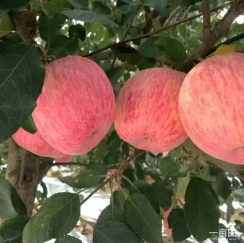【山东红富士苹果批发】🍎膜袋果纸袋果，大量现货供应中