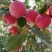 【山东红富士苹果批发】🍎膜袋果纸袋果，大量现货供应中