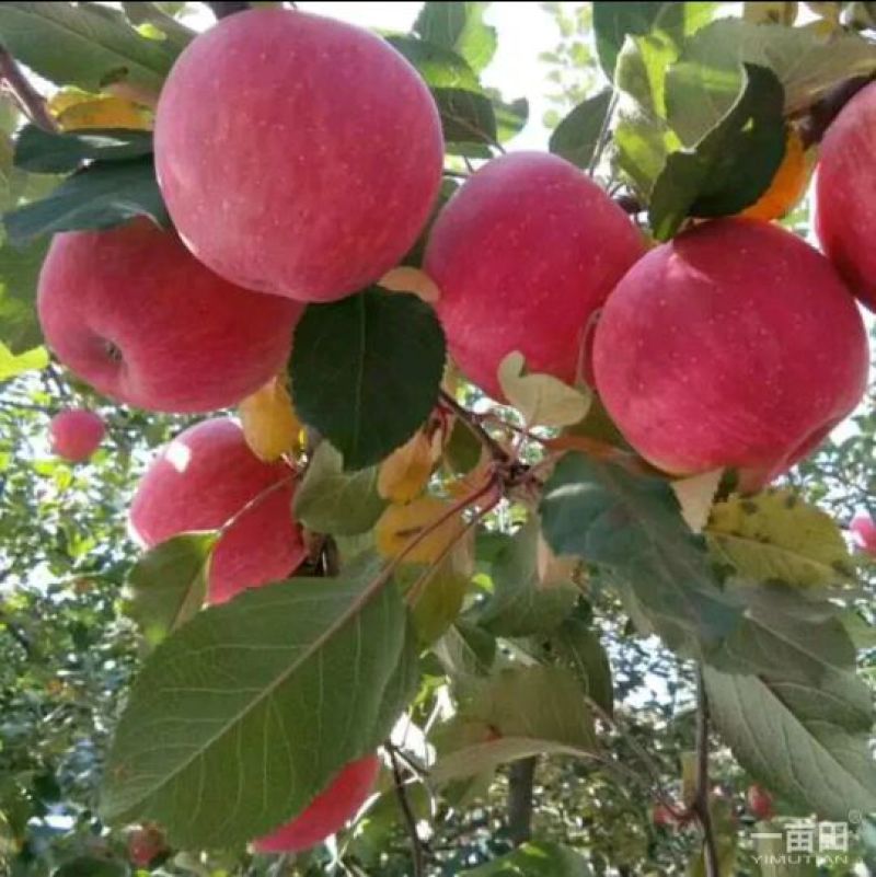 【山东红富士苹果批发】🍎膜袋果纸袋果，大量现货供应中