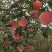 【山东红富士苹果批发】🍎膜袋果纸袋果，大量现货供应中