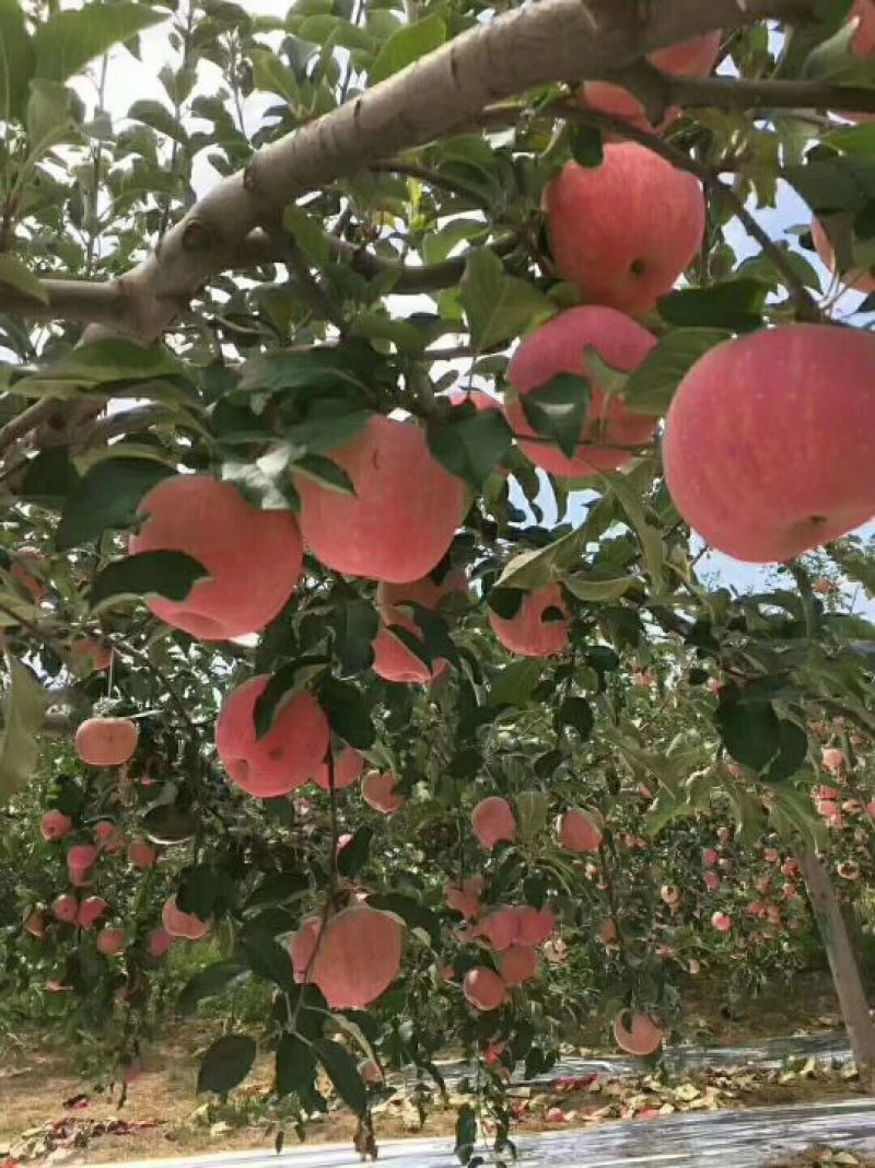 【山东红富士苹果批发】🍎膜袋果纸袋果，大量现货供应中
