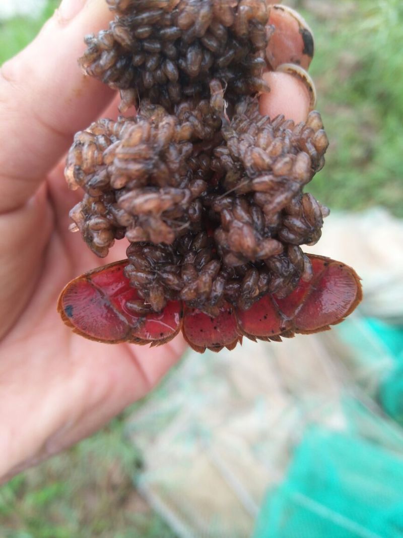 龙虾苗人工养殖食用