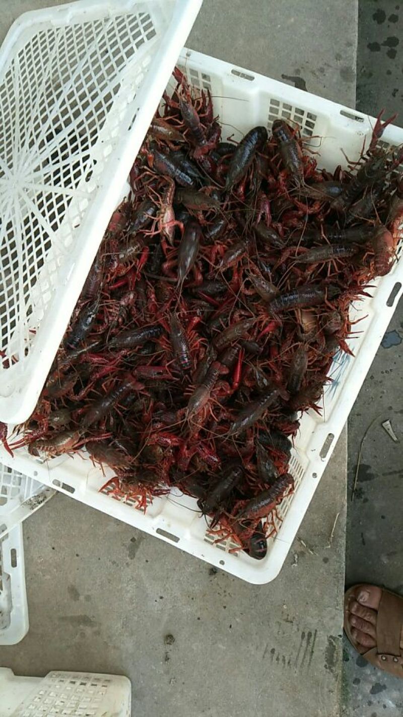龙虾苗人工养殖食用