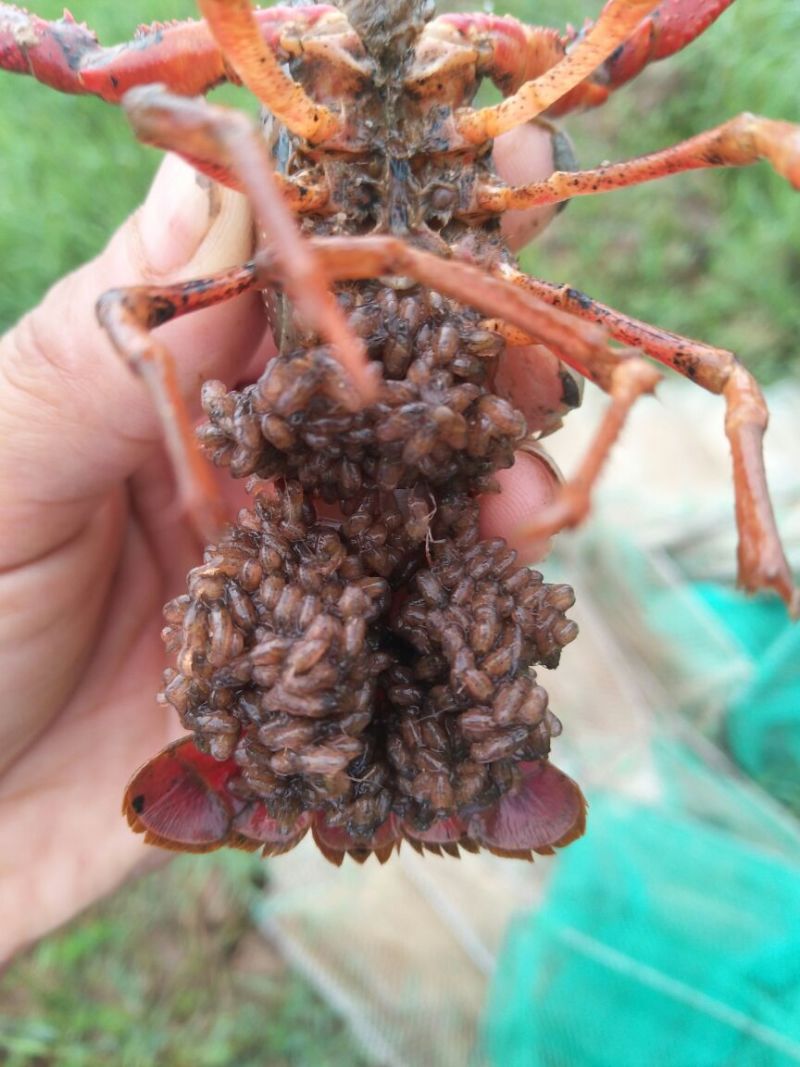 龙虾苗人工养殖食用
