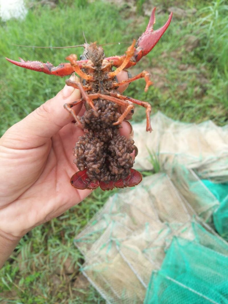 龙虾苗人工养殖食用