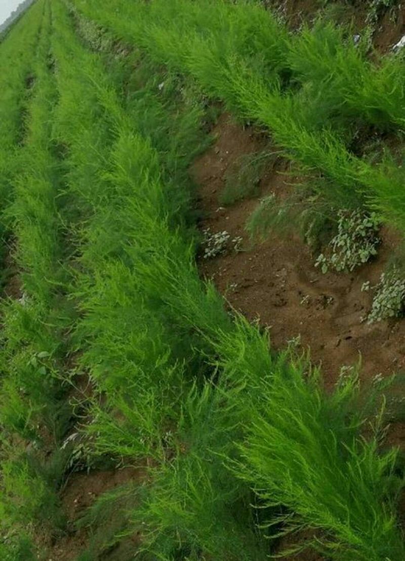 芦笋苗，一年苗好活成本低，大面积种植推荐。