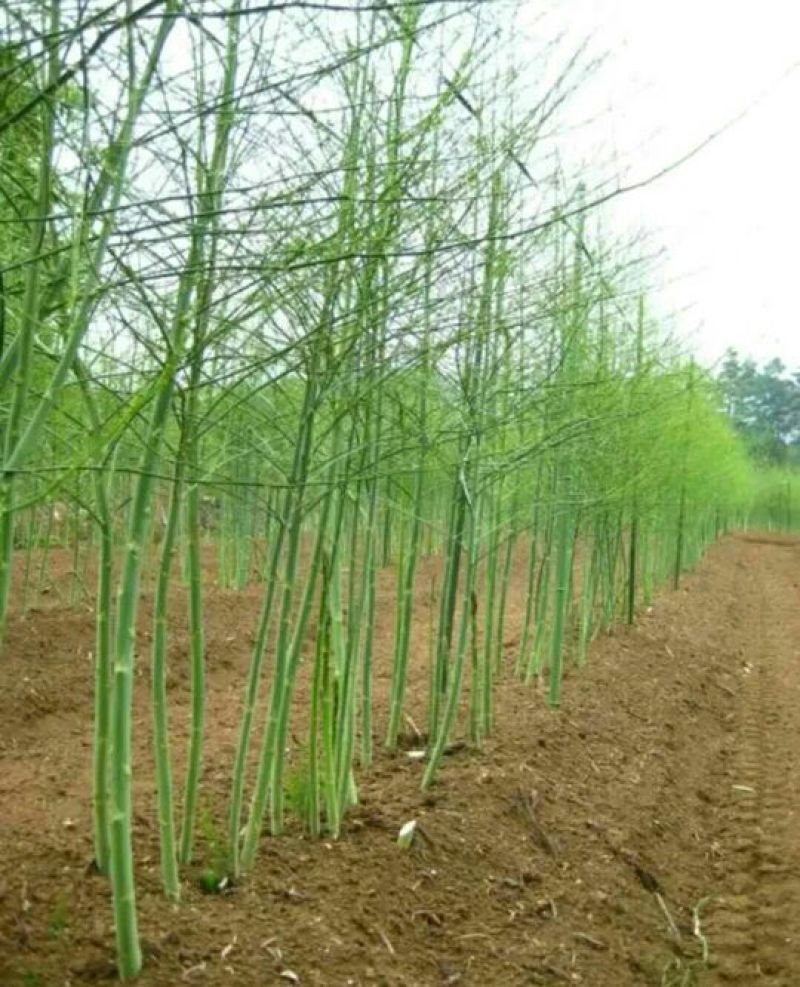 芦笋苗两年苗生长快，来年即可收芦笋，农家推荐