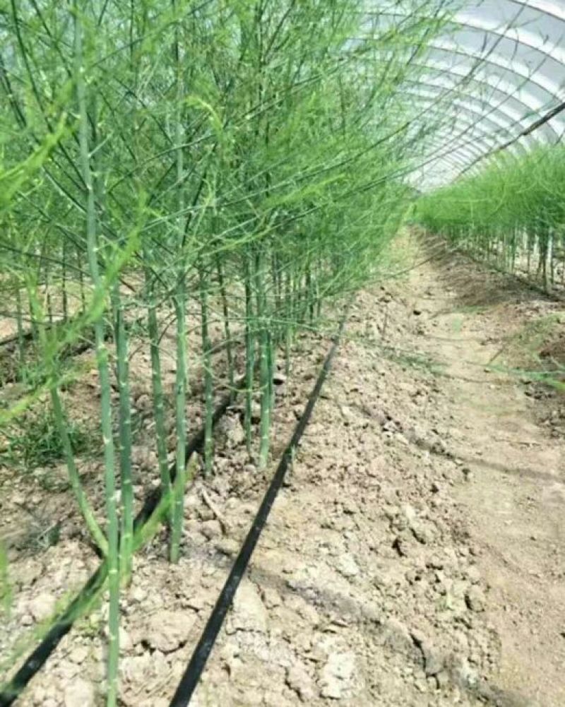 芦笋苗两年苗生长快，来年即可收芦笋，农家推荐