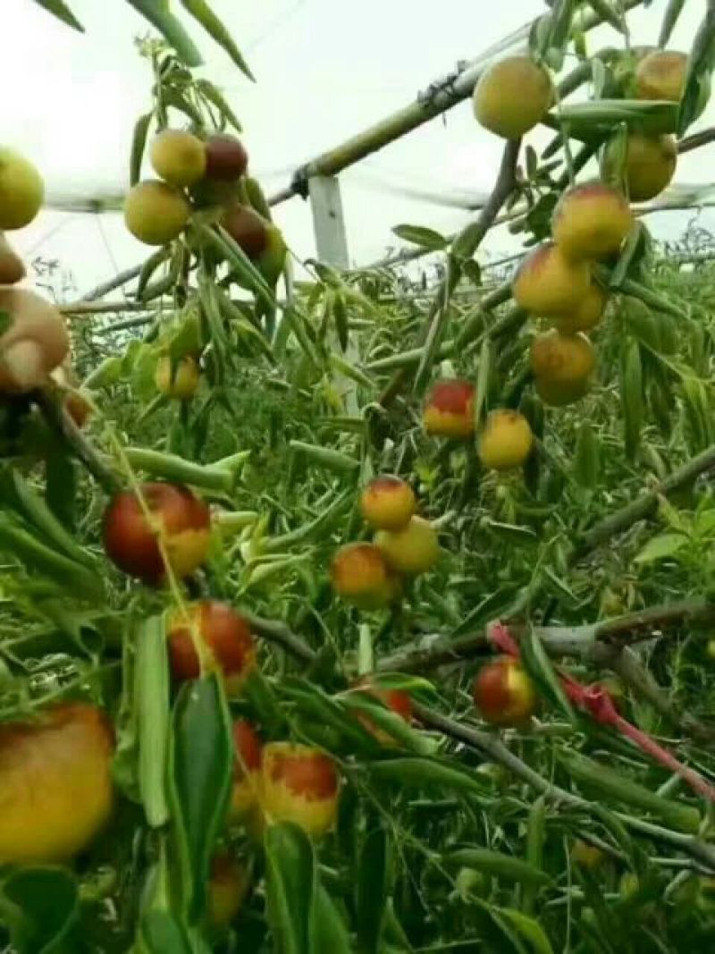 沾化冬枣保证质量，信誉第一