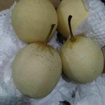 鸭梨250~300g纸箱