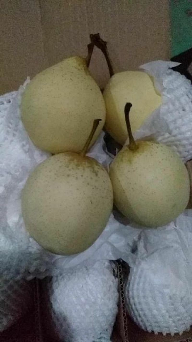 鸭梨250~300g纸箱