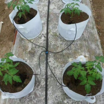 施肥器罐