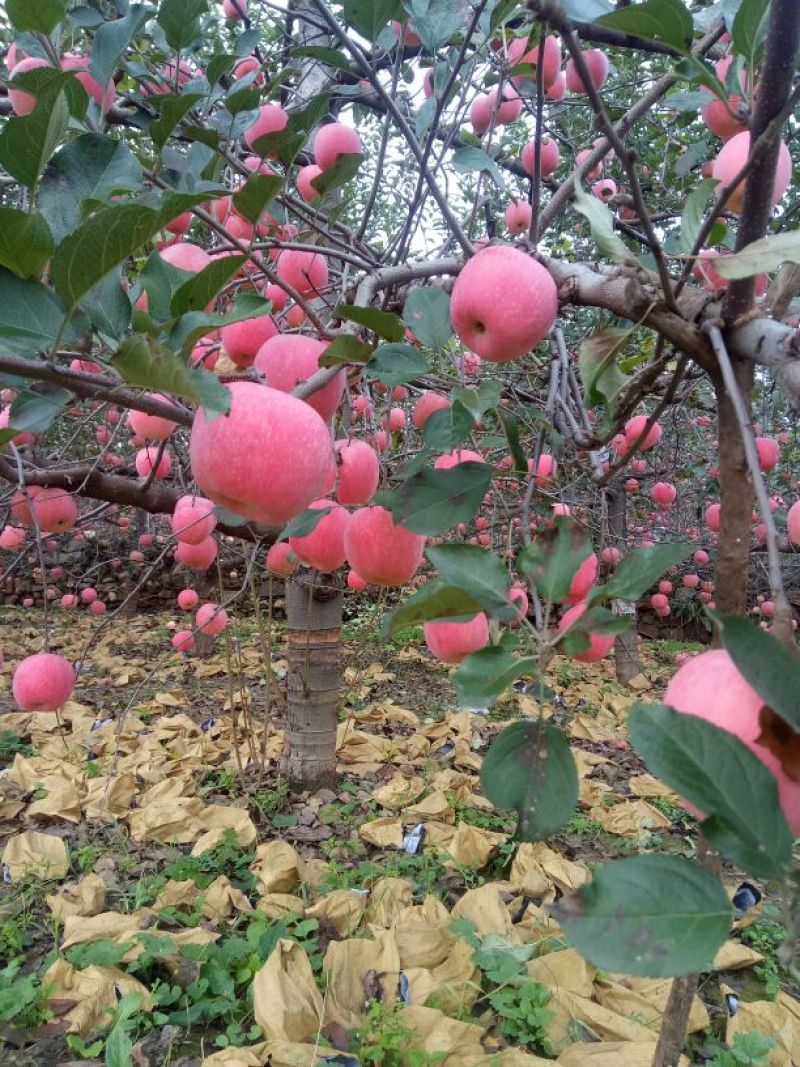 红富士苹果我代办产地富士苹果。+