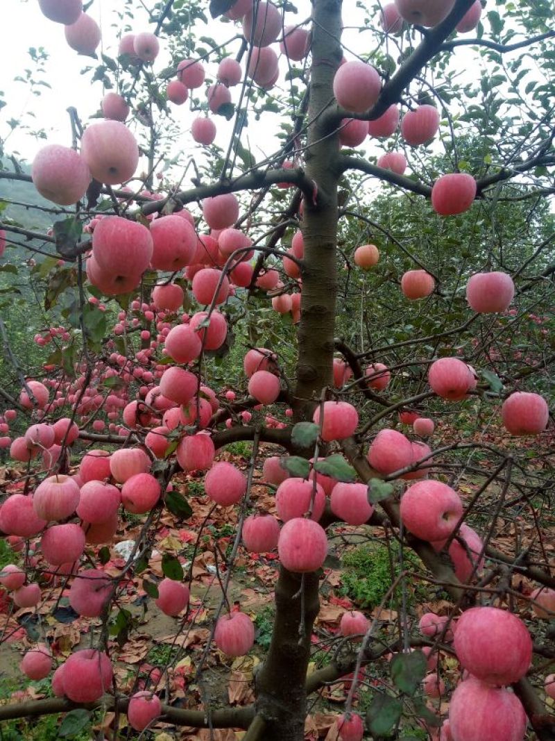 红富士苹果我代办产地富士苹果。+
