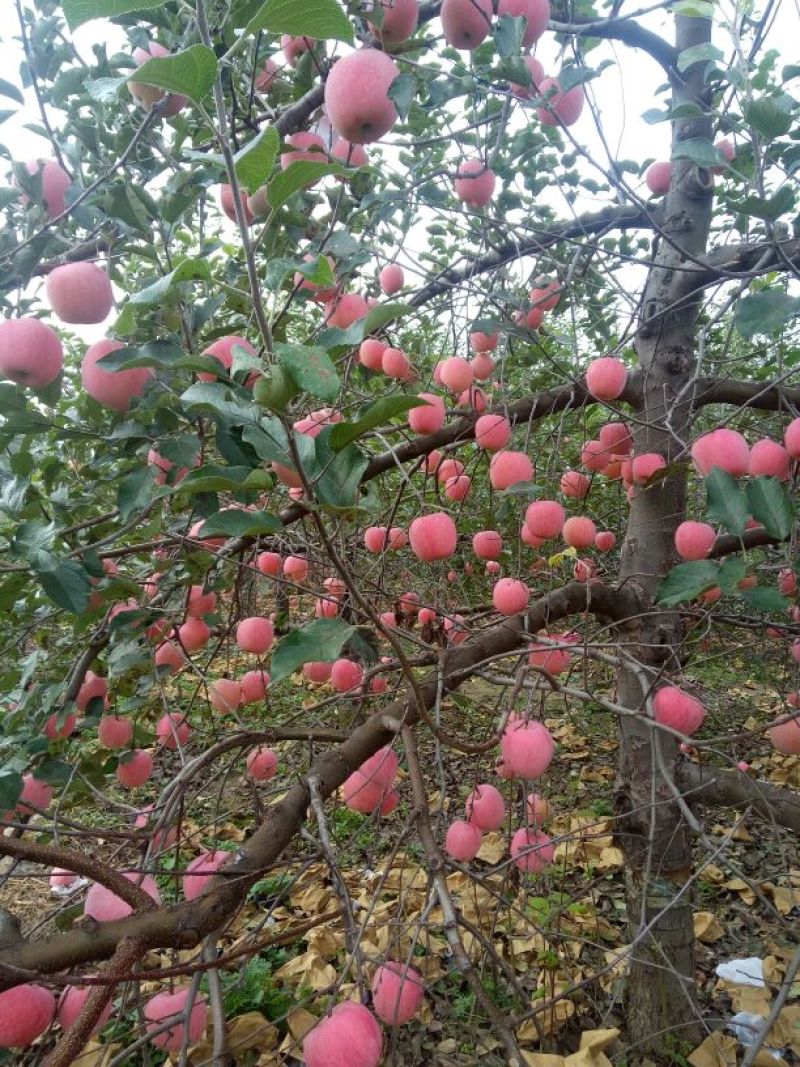 红富士苹果我代办产地富士苹果。+