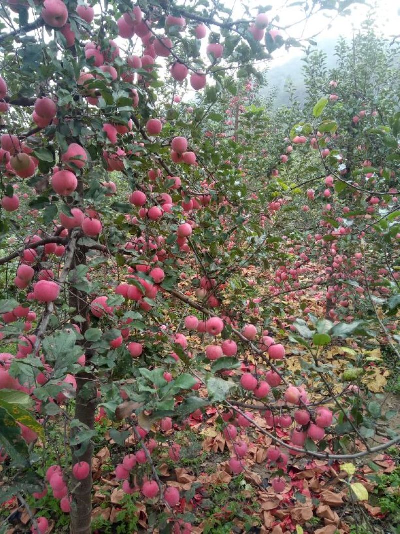 红富士苹果我代办产地富士苹果。+