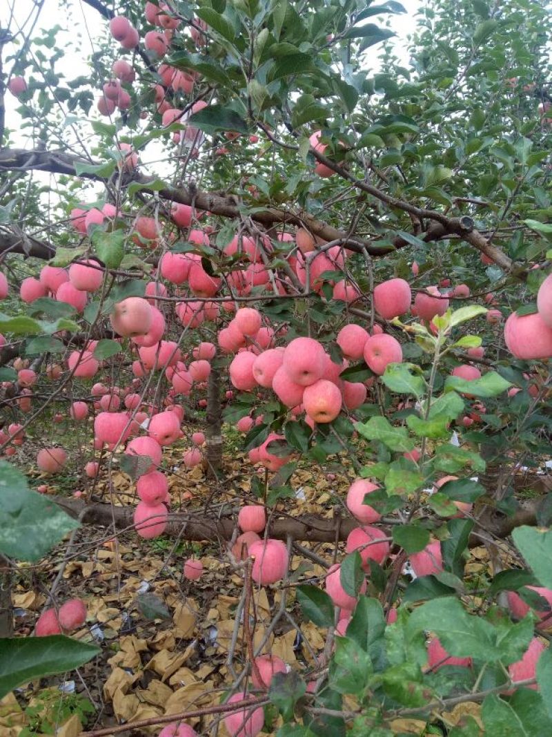 红富士苹果我代办产地富士苹果。+