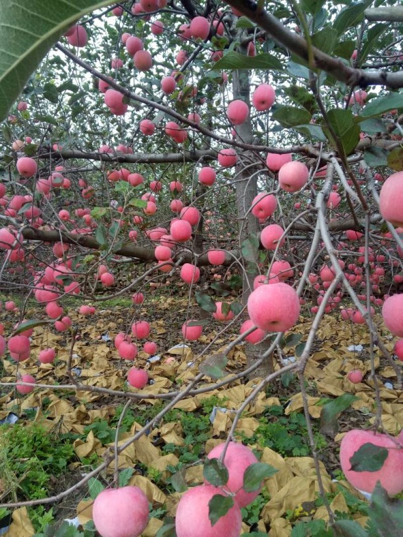 红富士苹果我代办产地富士苹果。+