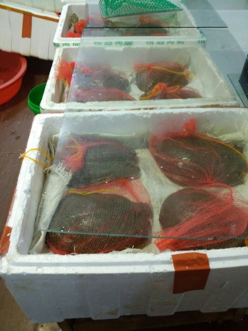 生态甲鱼2.5~3斤