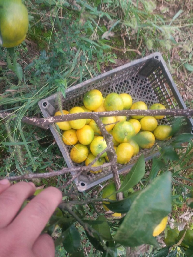 柑桔5~5.5cm可视频看货，产地直发，一手货源