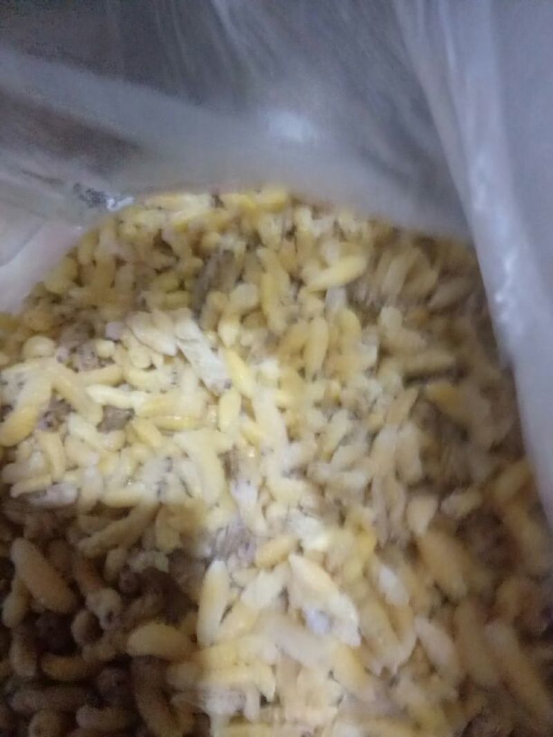 土蜂蜂蛹野生