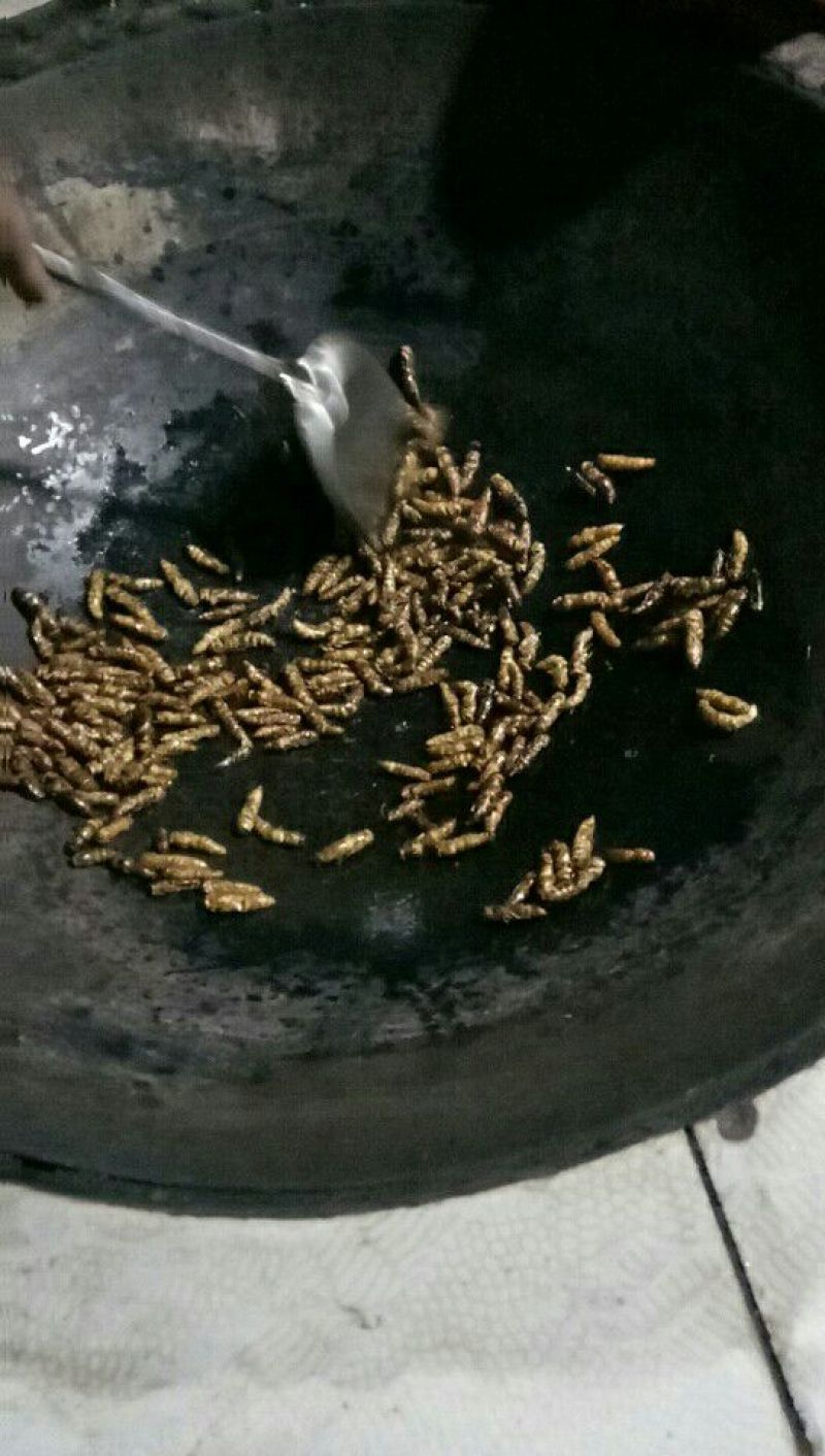 土蜂蜂蛹野生
