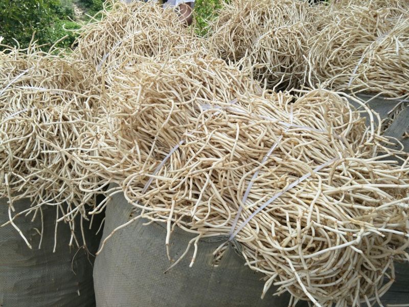 新鲜的鱼腥草编织袋包装