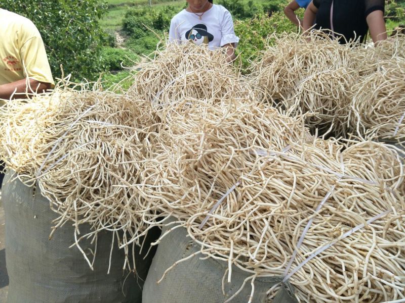 新鲜的鱼腥草编织袋包装