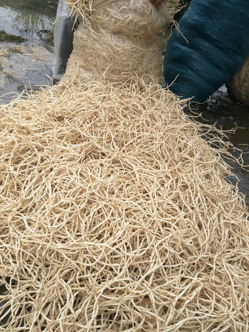 新鲜的鱼腥草编织袋包装