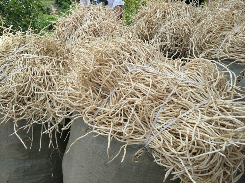 新鲜的鱼腥草编织袋包装