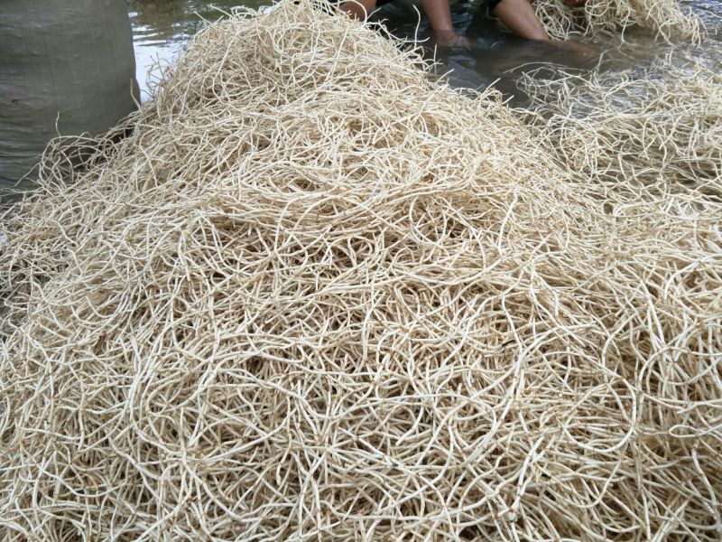 新鲜的鱼腥草编织袋包装