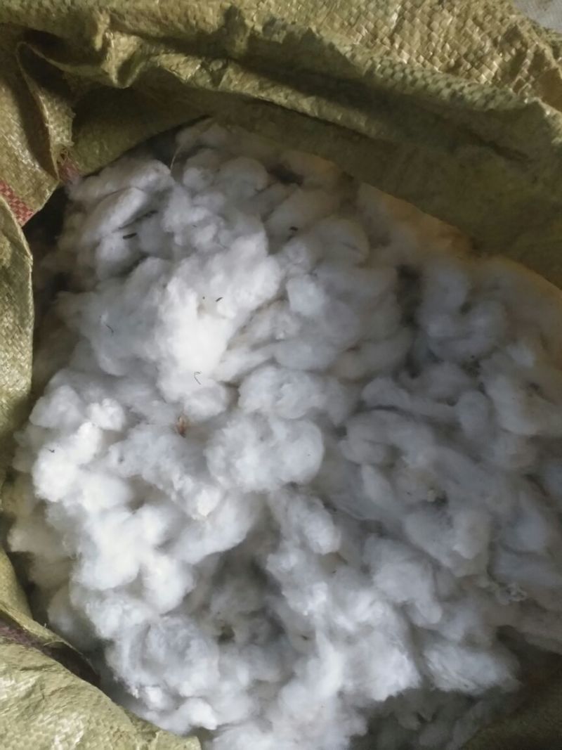 鲁棉研28棉花1级31mm