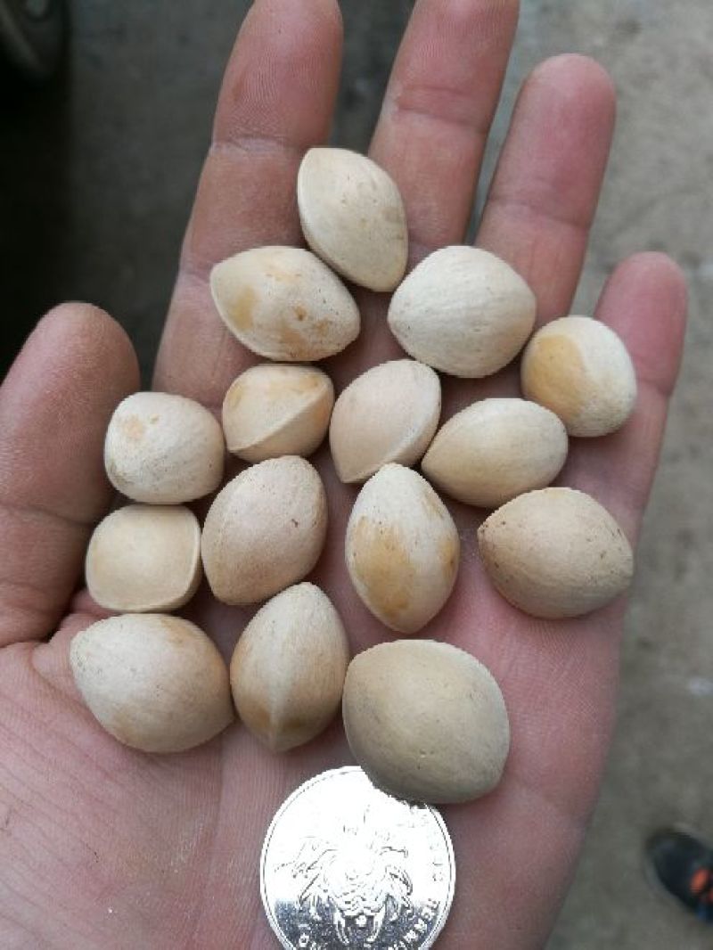 银杏果
