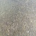 鲫鱼苗5~8公分