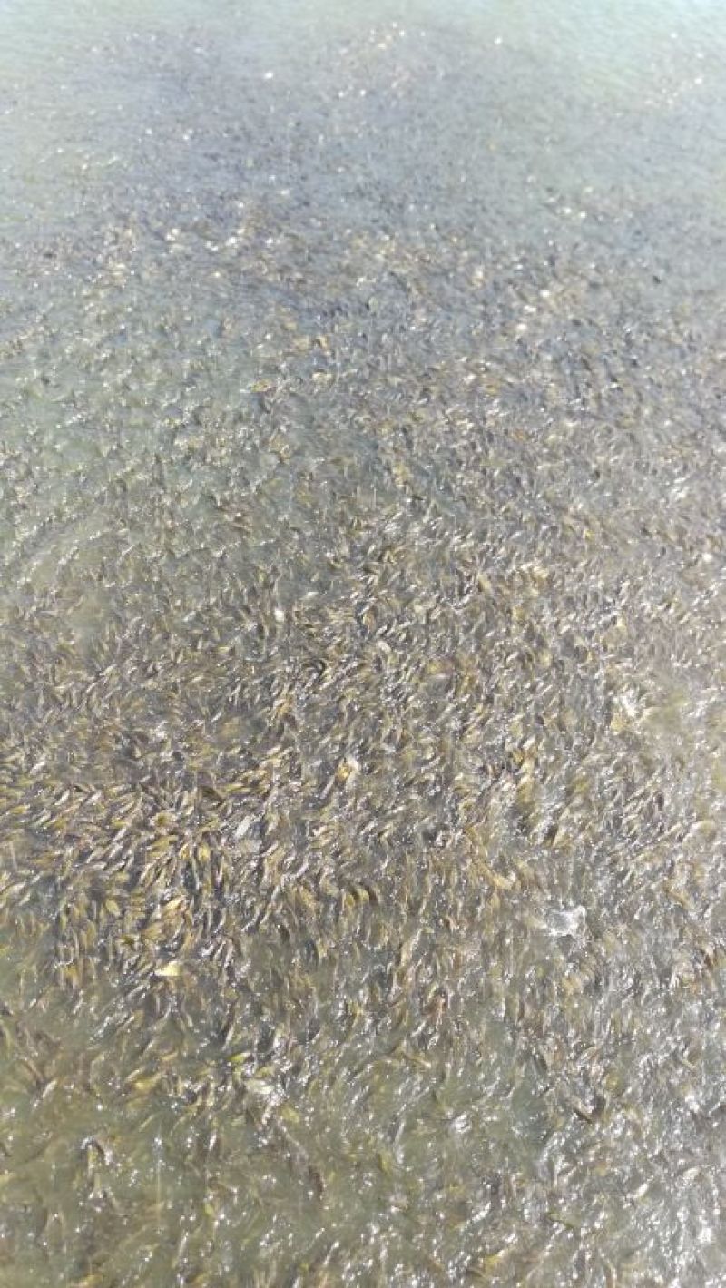 鲫鱼苗5~8公分