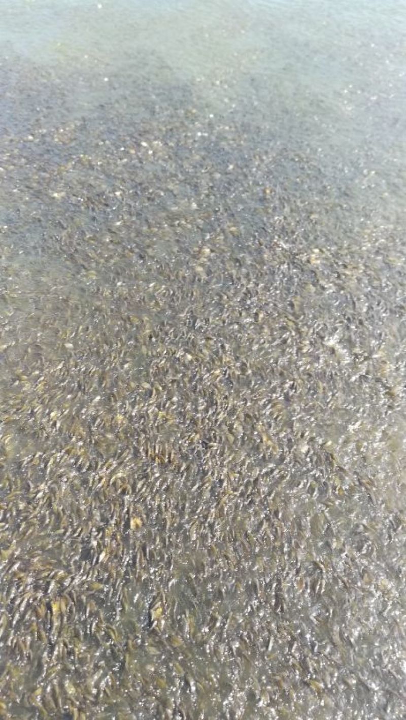 鲫鱼苗5~8公分