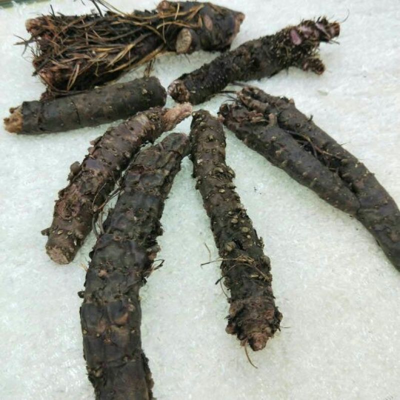 红景天