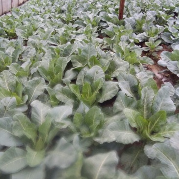 菜花2~3斤散花米黄花蕊