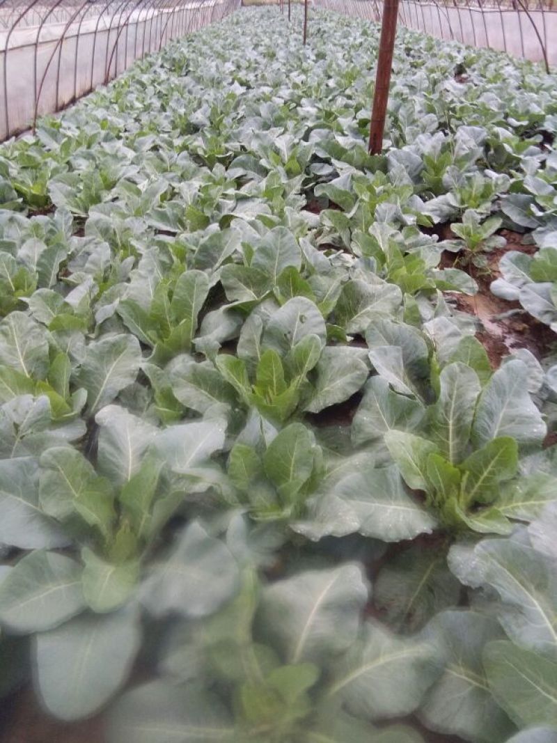 菜花2~3斤散花米黄花蕊