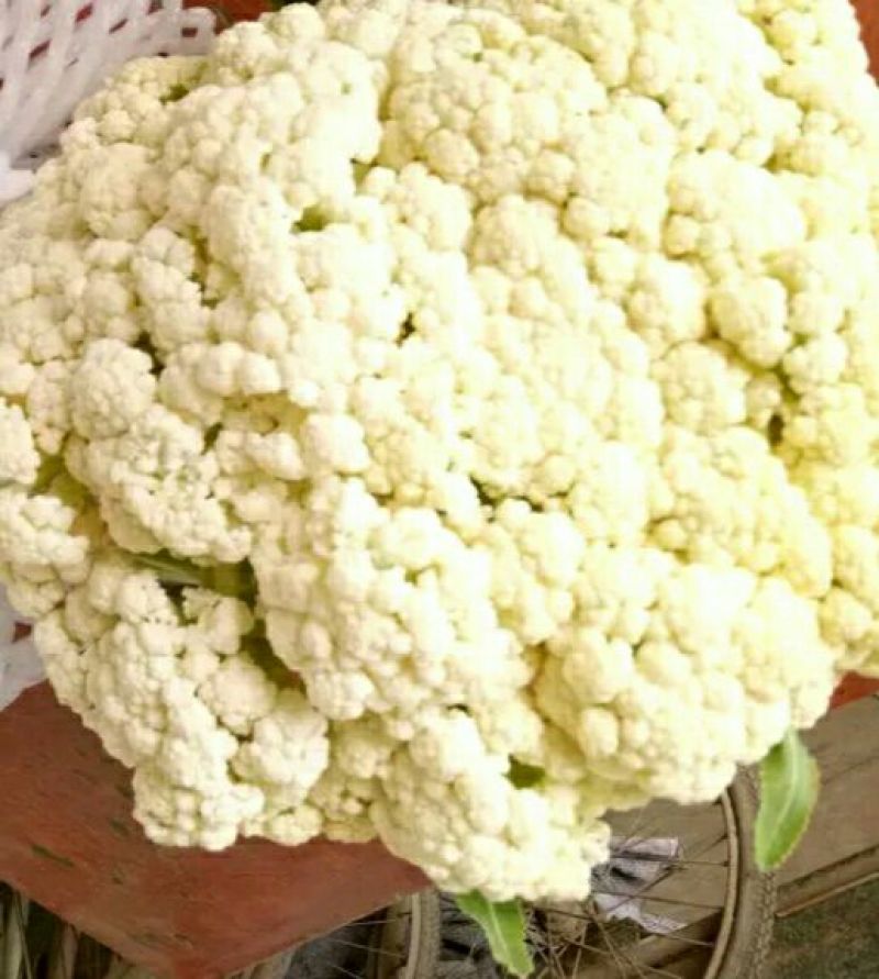 菜花2~3斤散花米黄花蕊