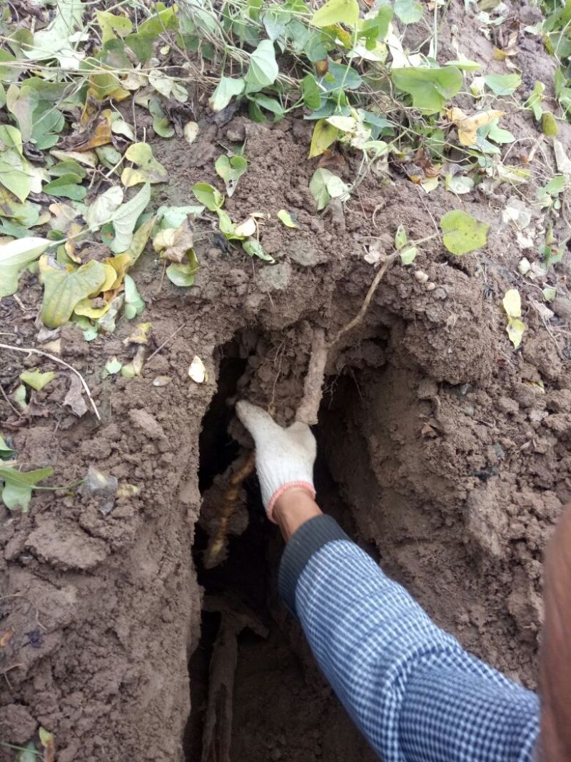 铁棍山药粉散装