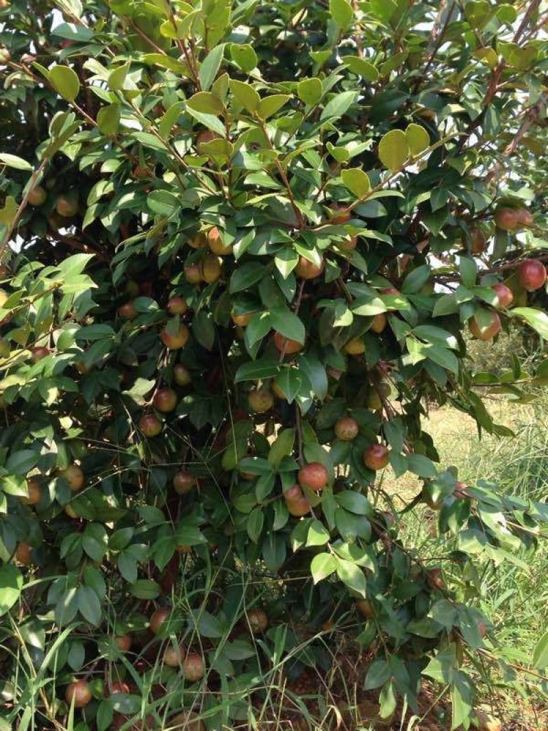 茶树油