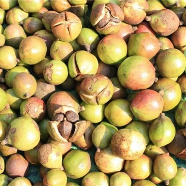 茶树油