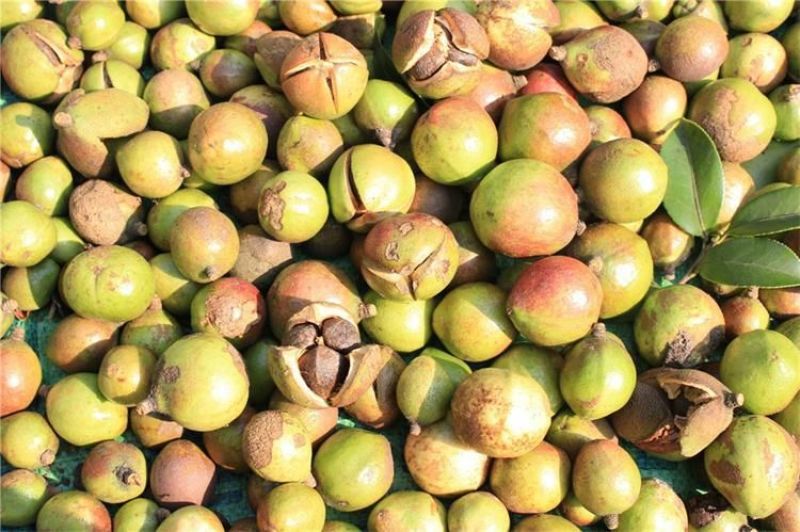 茶树油