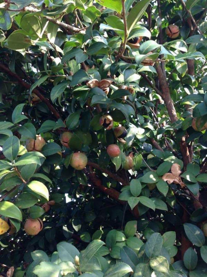 茶树油