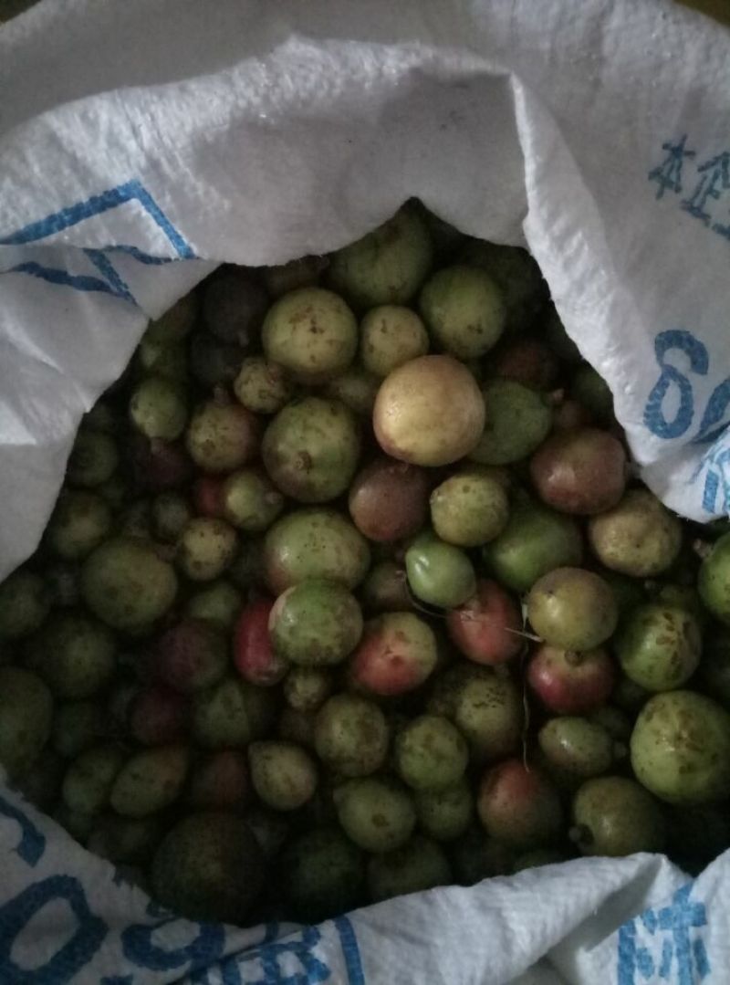 茶树油