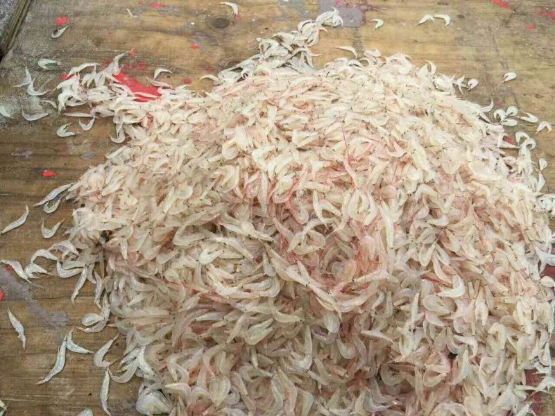 虾皮一级