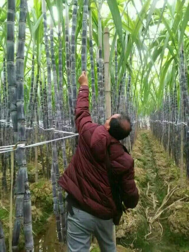 黑皮甘蔗产地大量直销，一手货源！可以找回头车